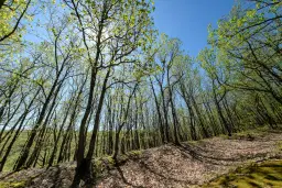 Bosgrond in Tolovitsa, rego Vidin - Bulgarije