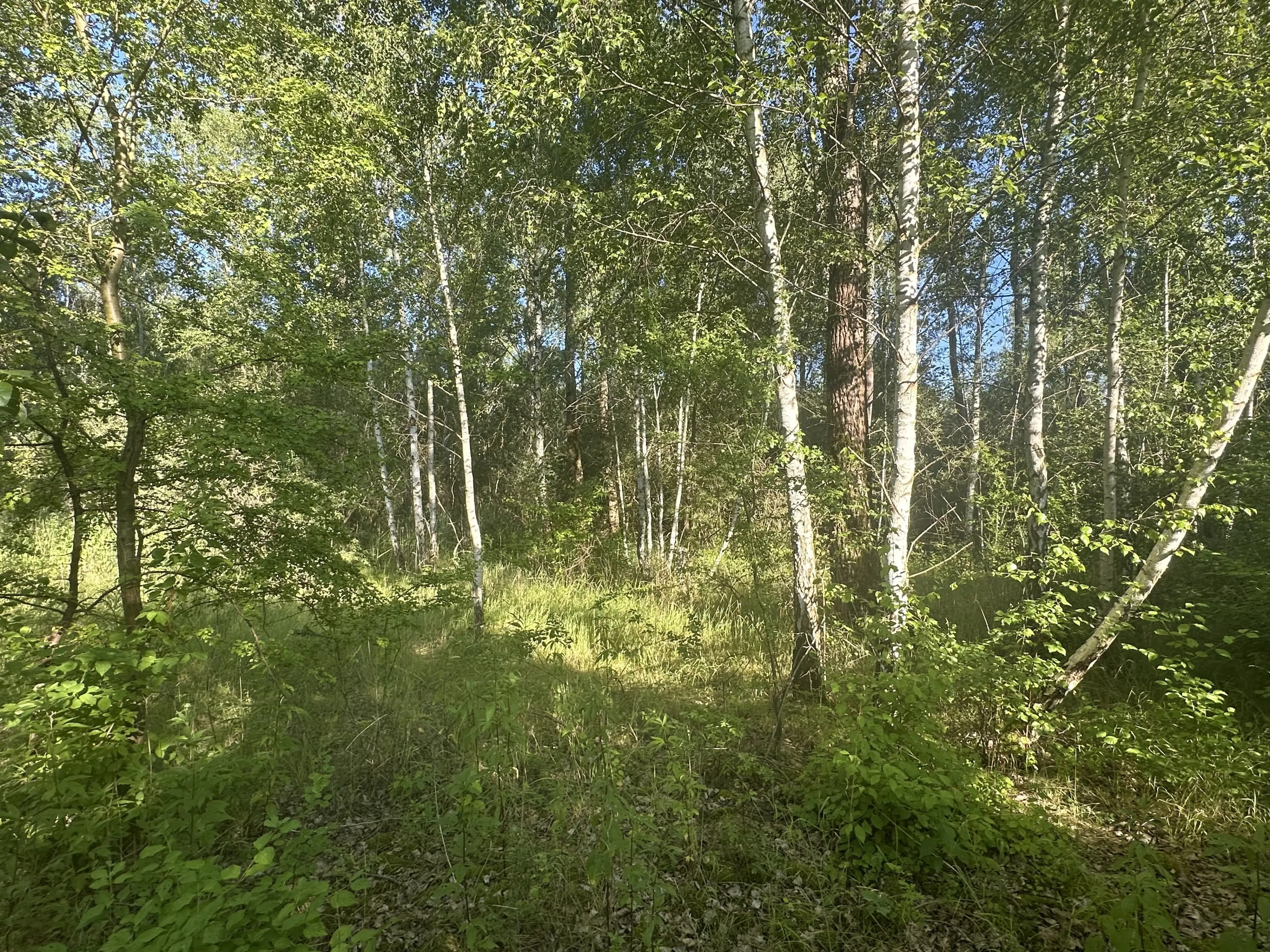 Perceel bosgrond in Zedlitz - Borna - Duitsland