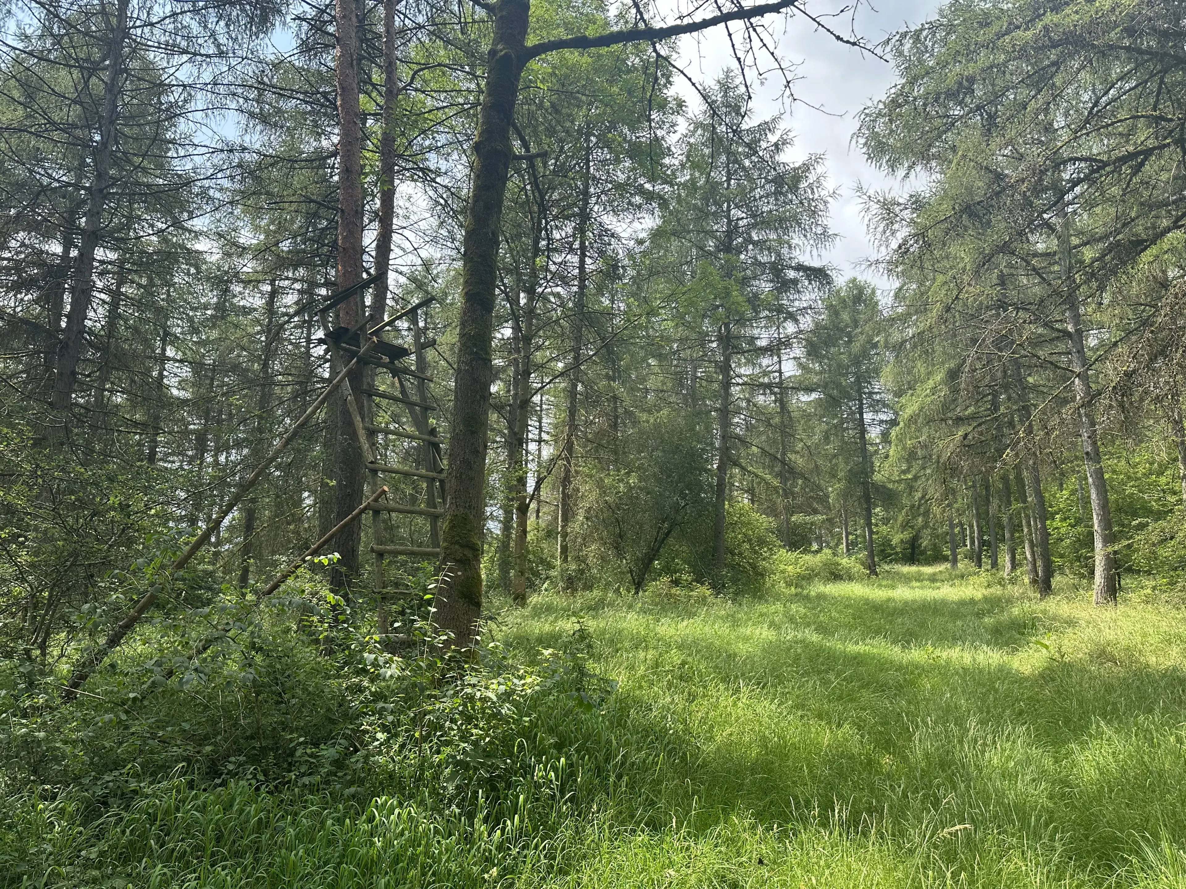 Perceel grond met jachthut van 3.320 m2 in Friedrichroda - Duitsland