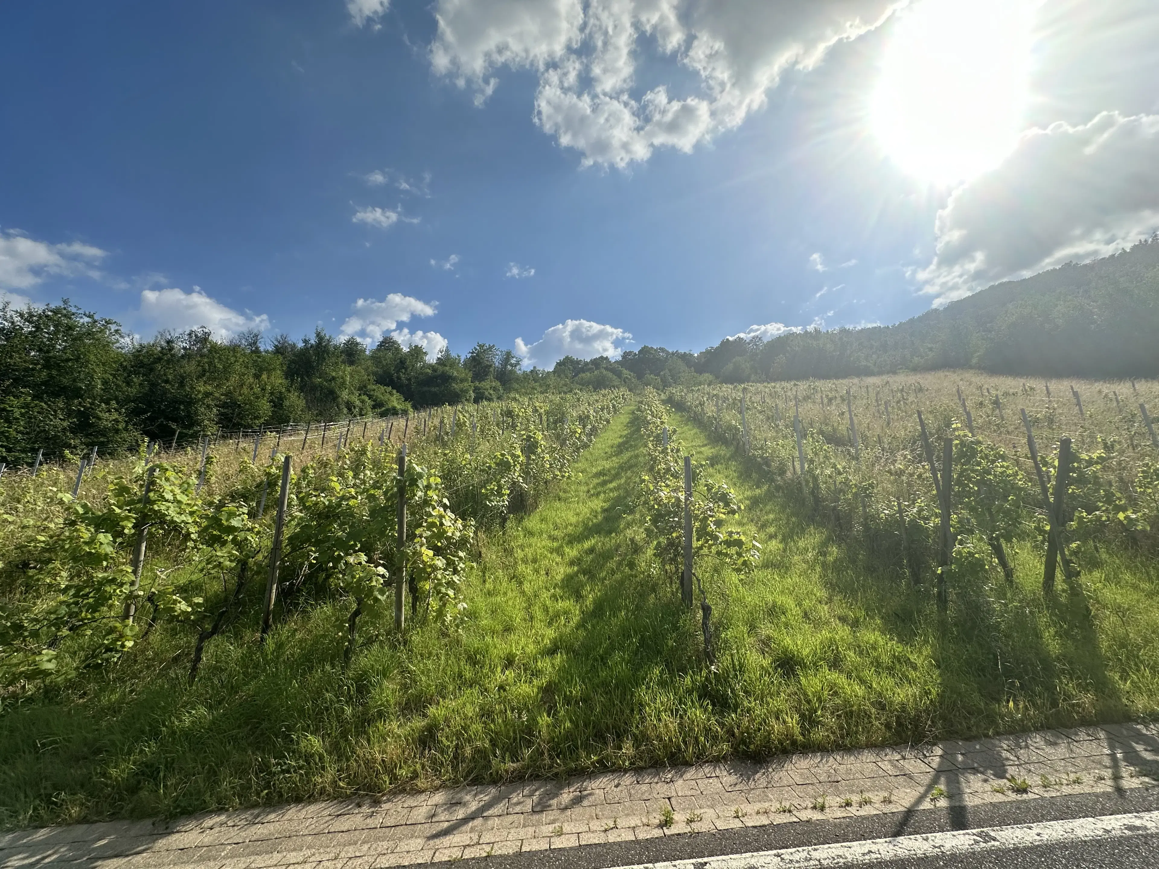 Gebruiksklare wijngaarden in Cochem - Bremm - Duitsland