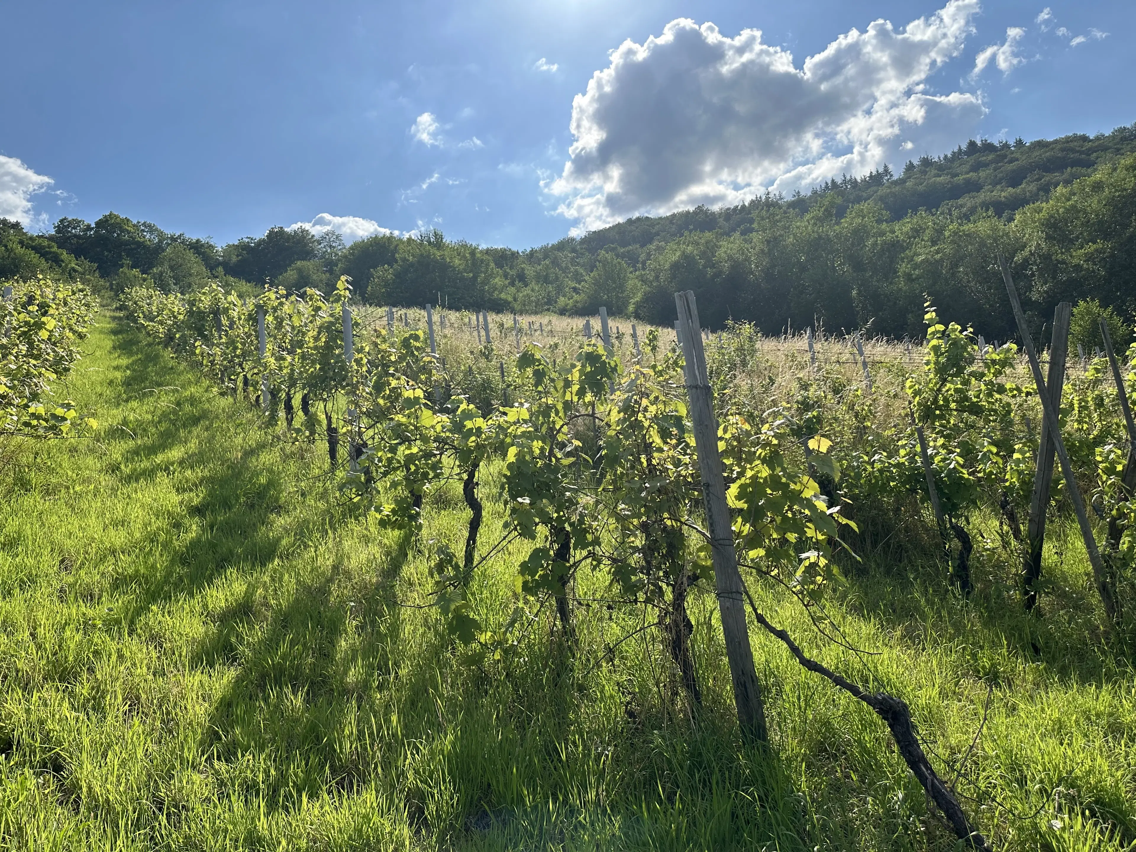 Gebruiksklare wijngaarden in Cochem - Bremm - Duitsland