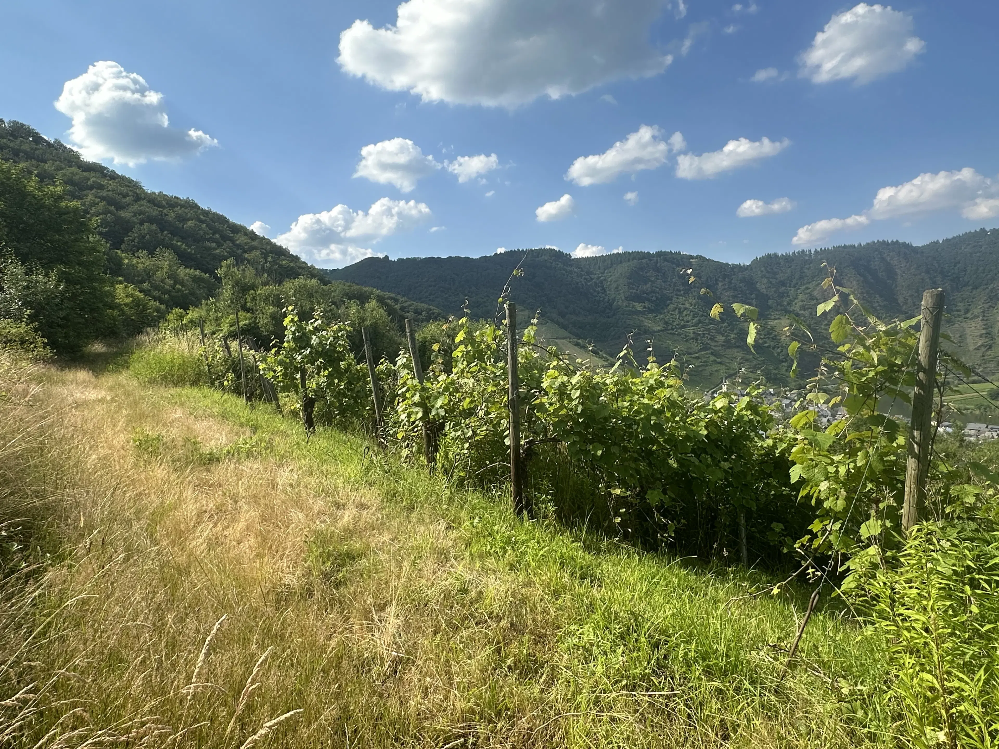 Gebruiksklare wijngaarden in Cochem - Bremm - Duitsland