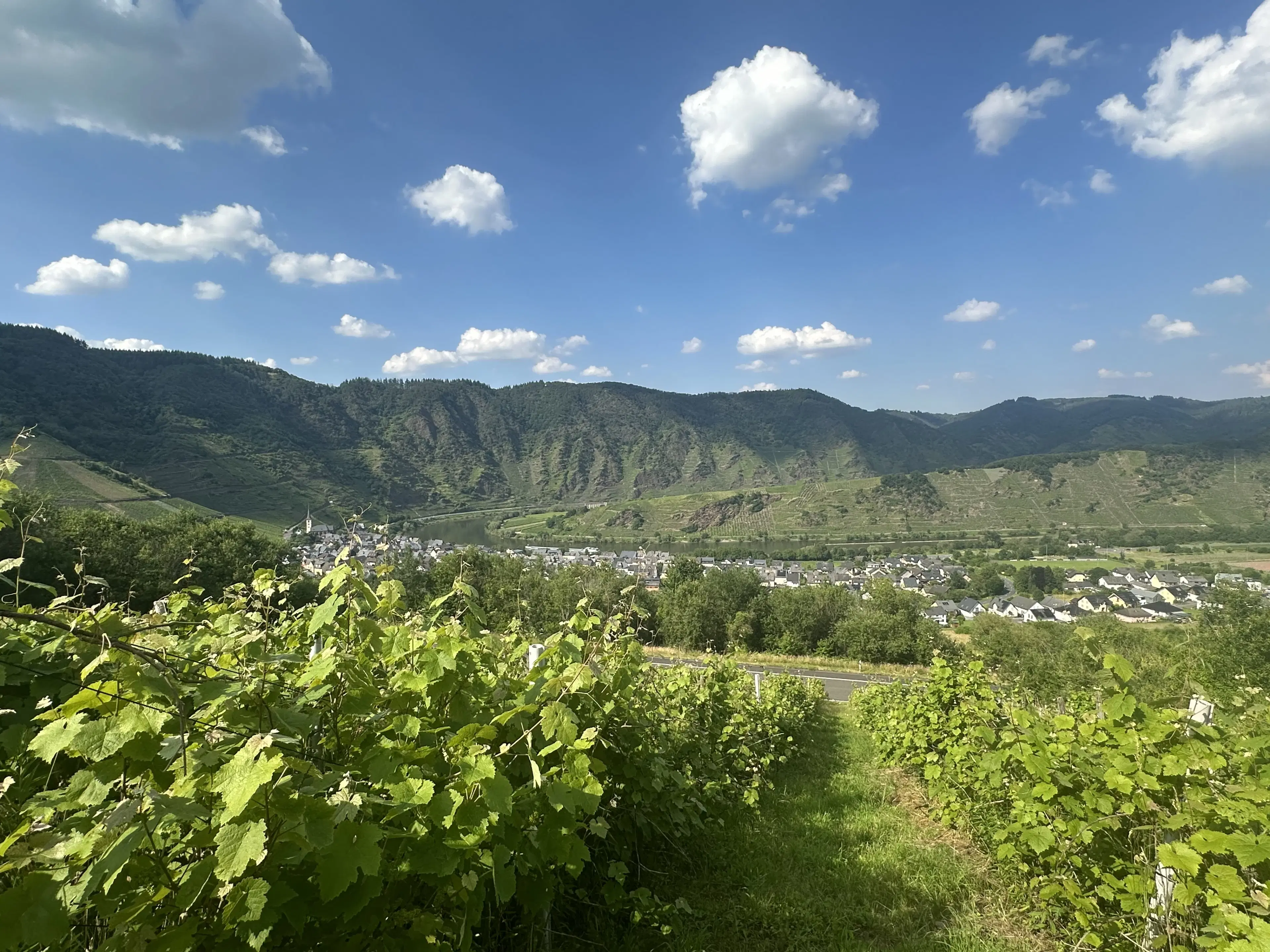 Gebruiksklare wijngaarden in Cochem - Bremm - Duitsland