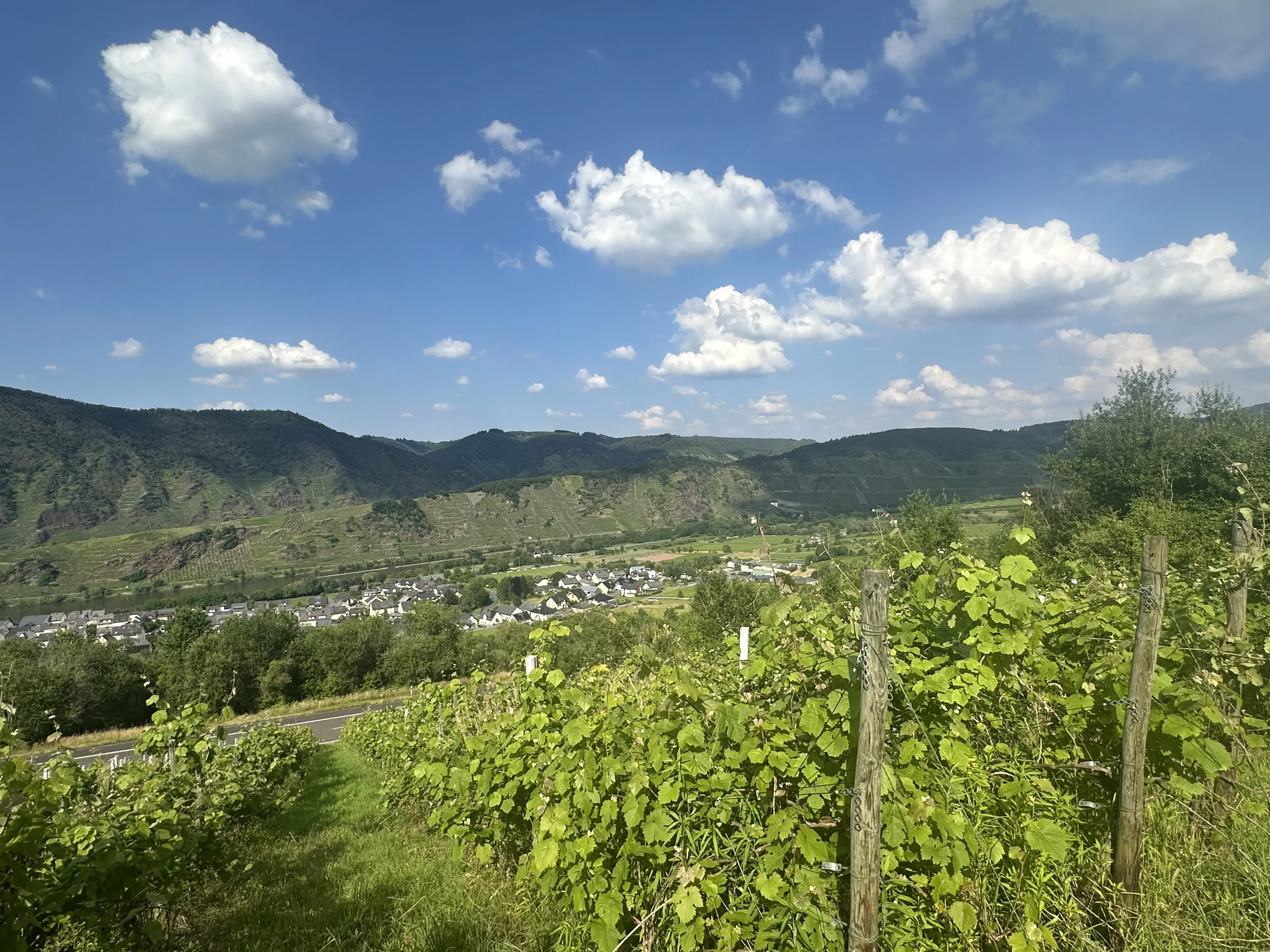 Gebruiksklare wijngaarden in Cochem - Bremm - Duitsland