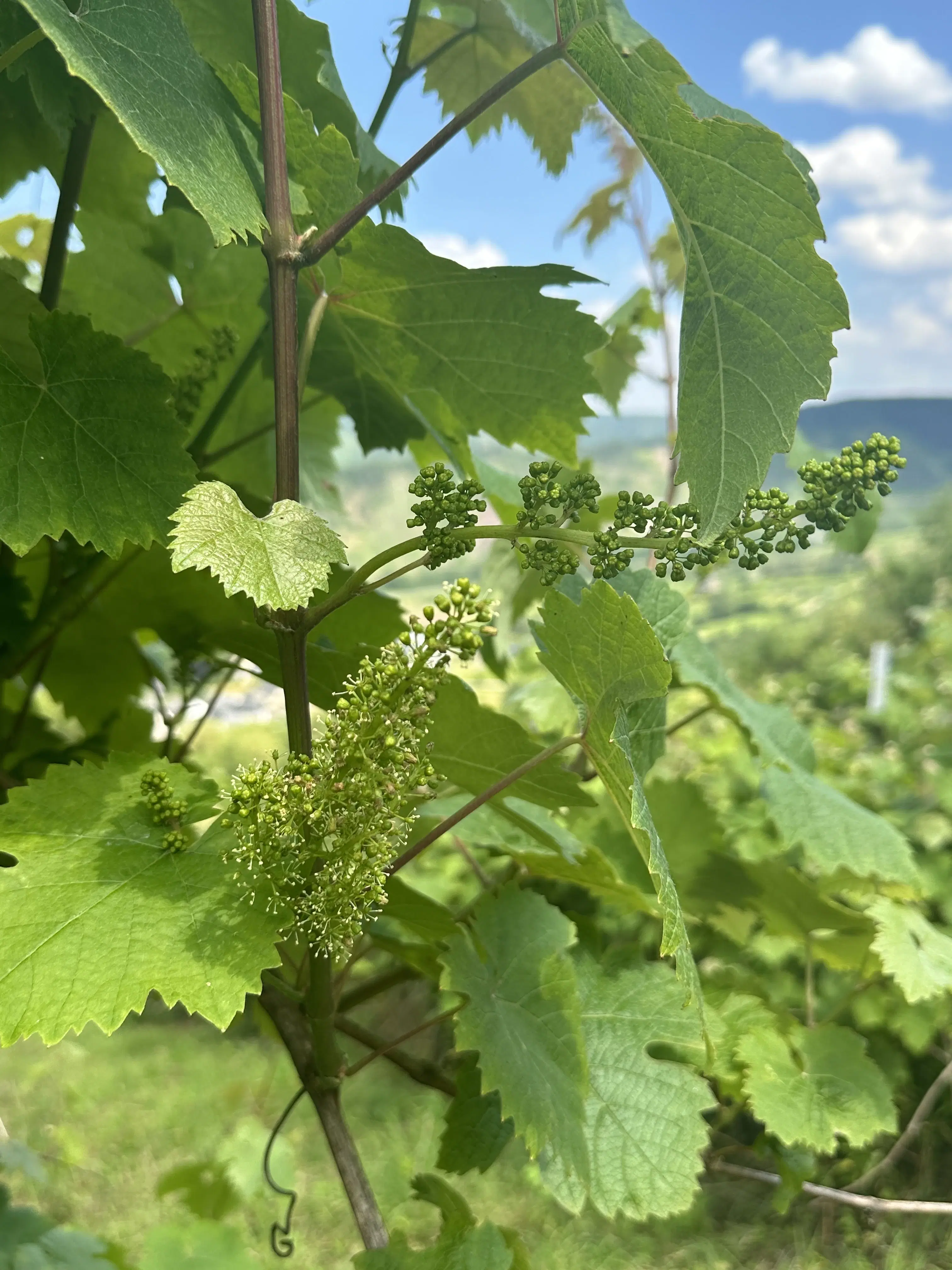 Gebruiksklare wijngaarden in Cochem - Bremm - Duitsland