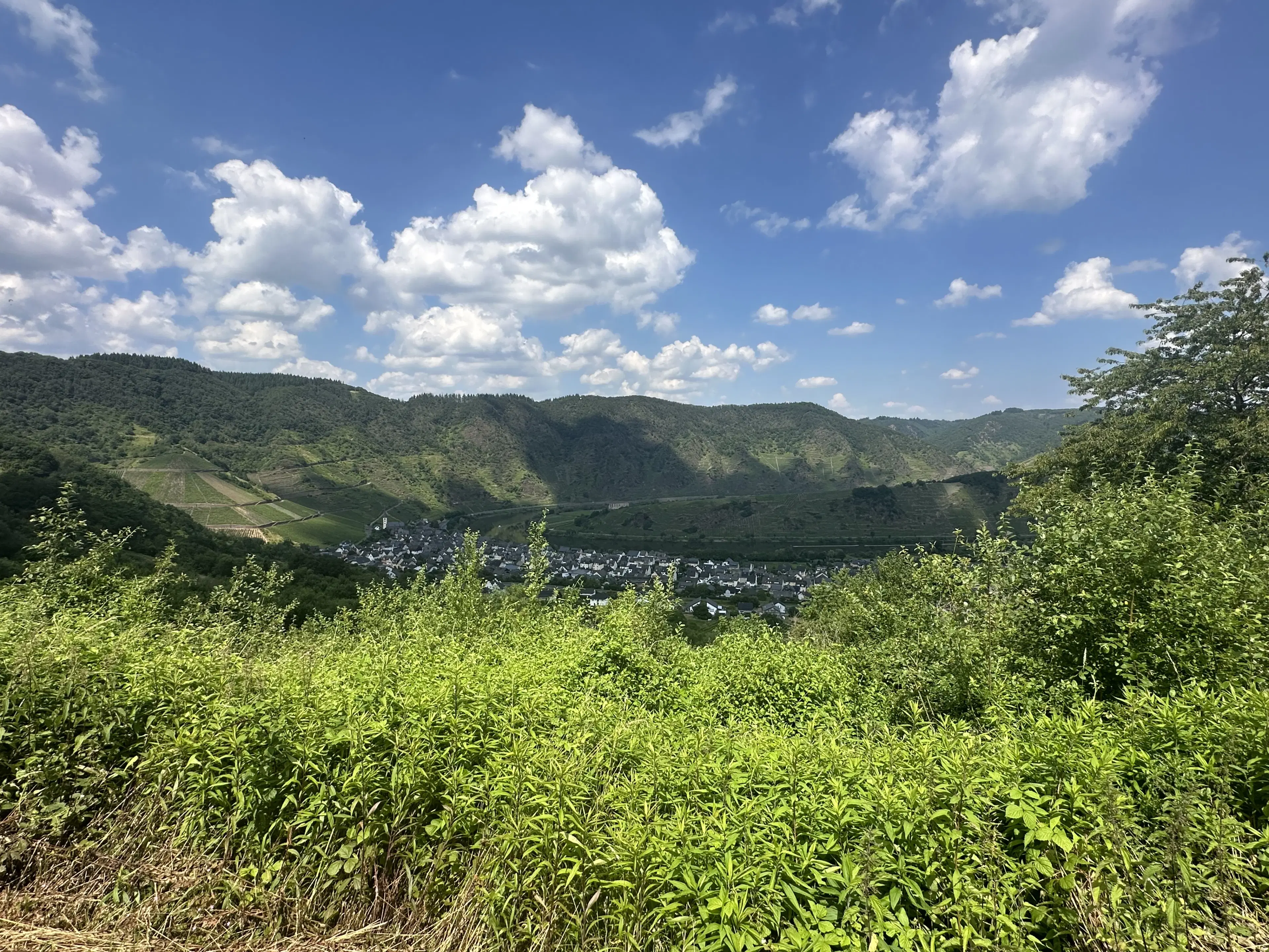 Gebruiksklare wijngaarden in Cochem - Bremm - Duitsland