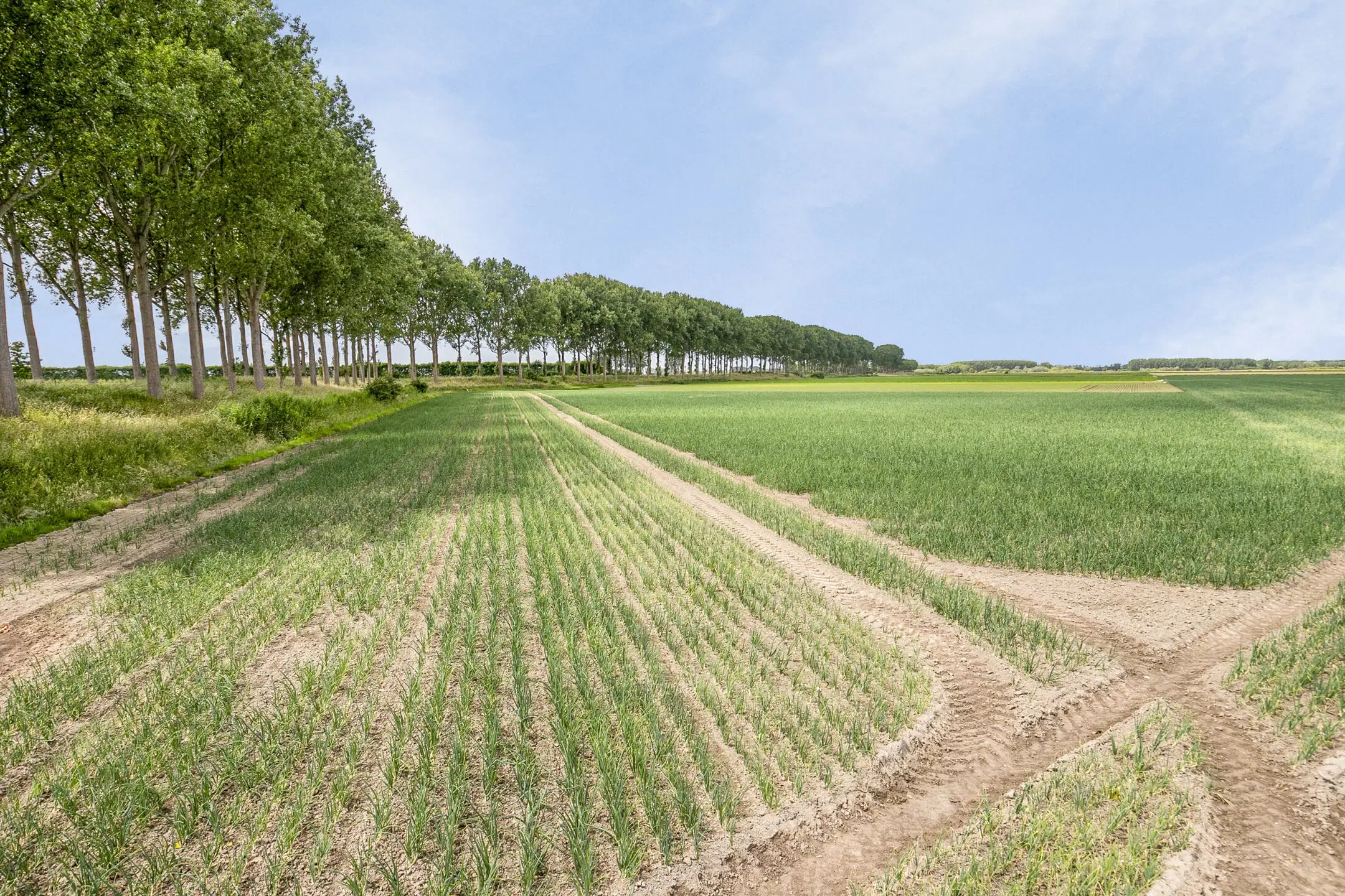 Bouwland (akkerbouw) in de Passageulepolder te Sint Kruis, gemeente Sluis