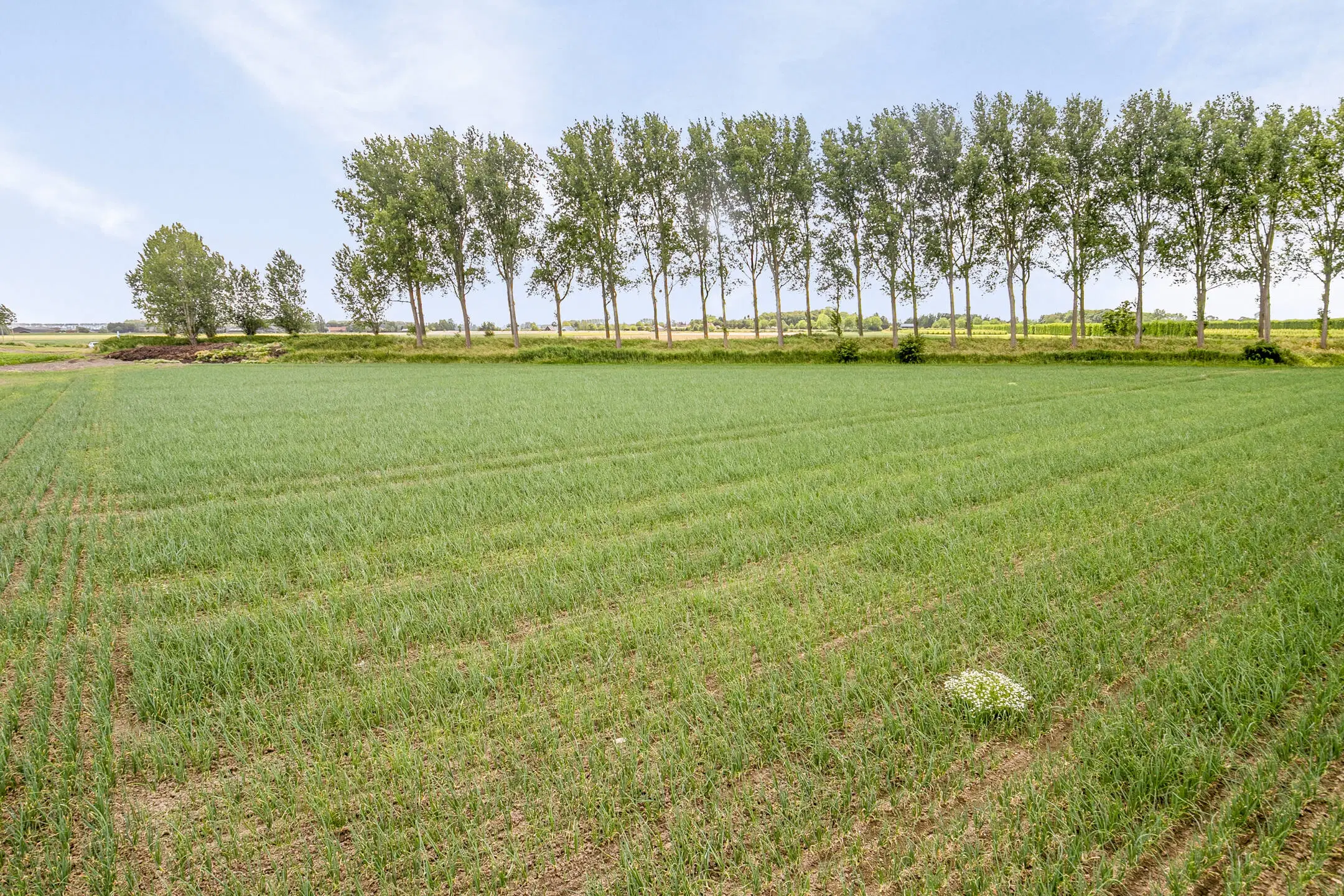 Bouwland (akkerbouw) in de Passageulepolder te Sint Kruis, gemeente Sluis