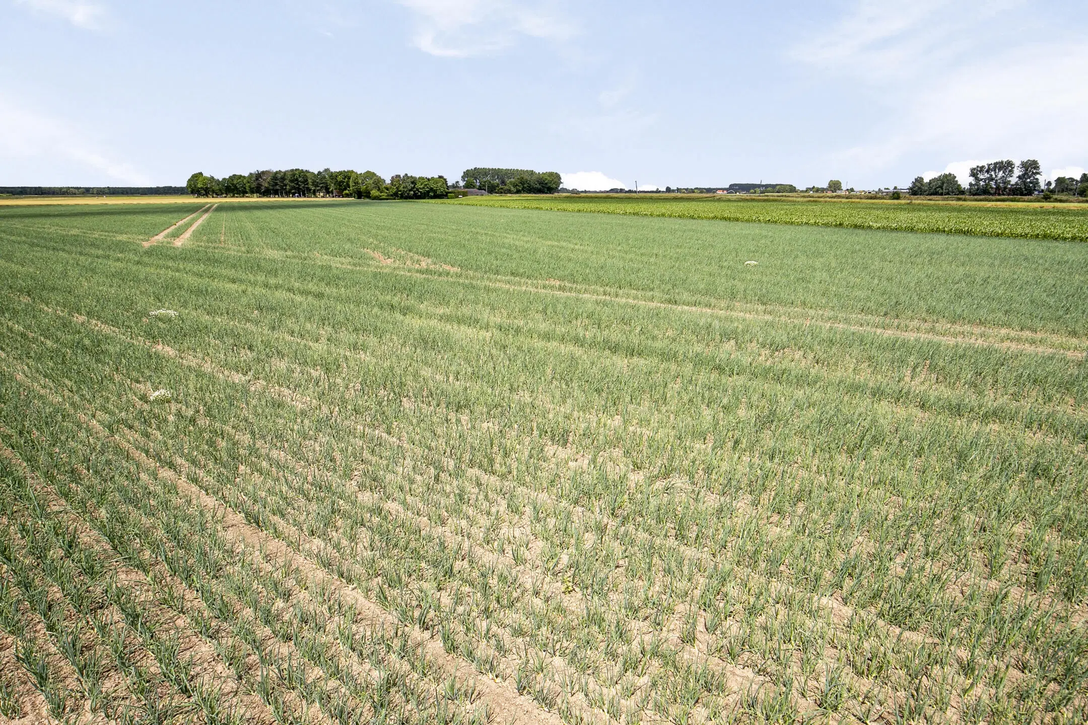 Bouwland (akkerbouw) in de Passageulepolder te Sint Kruis, gemeente Sluis