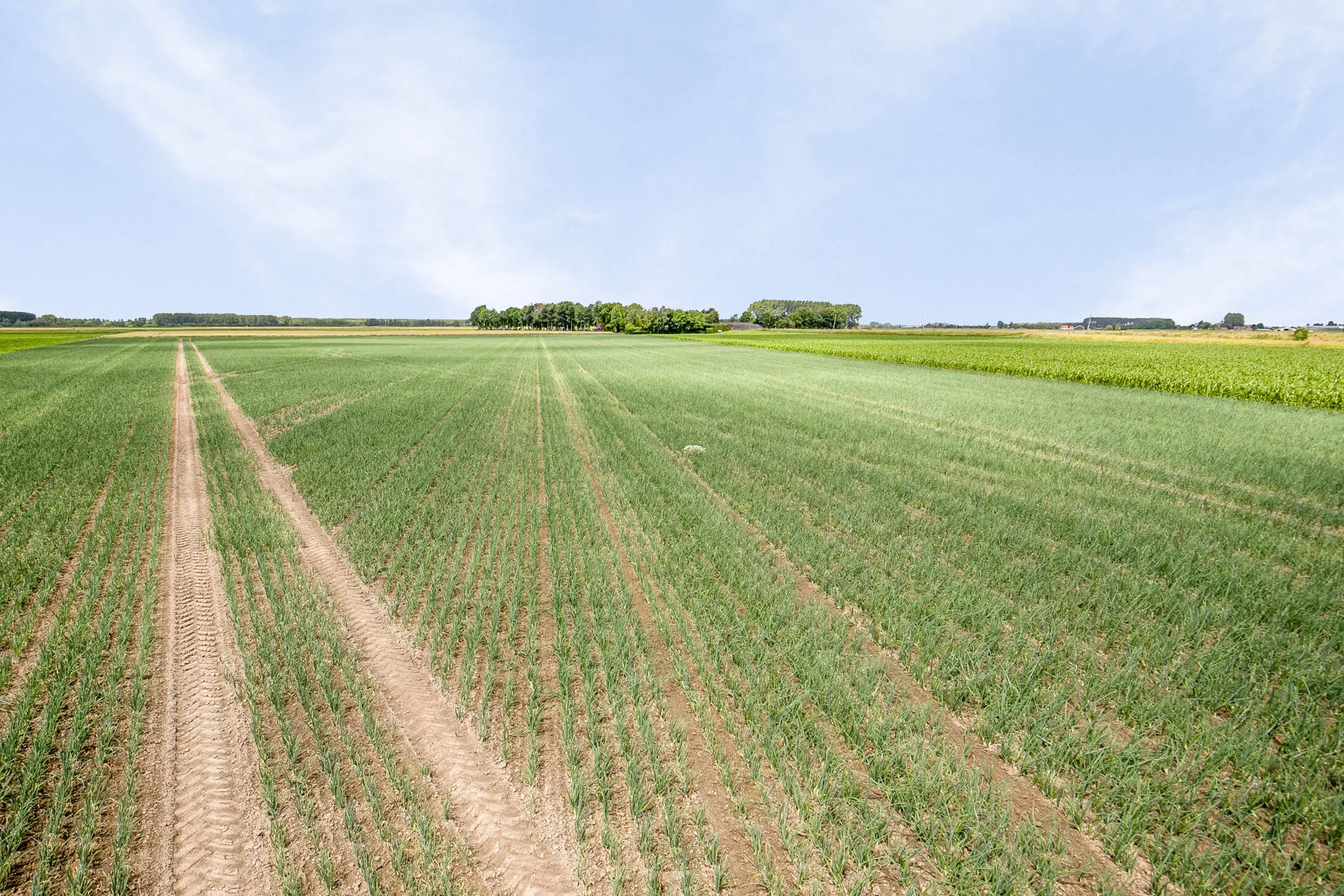 Bouwland (akkerbouw) in de Passageulepolder te Sint Kruis, gemeente Sluis