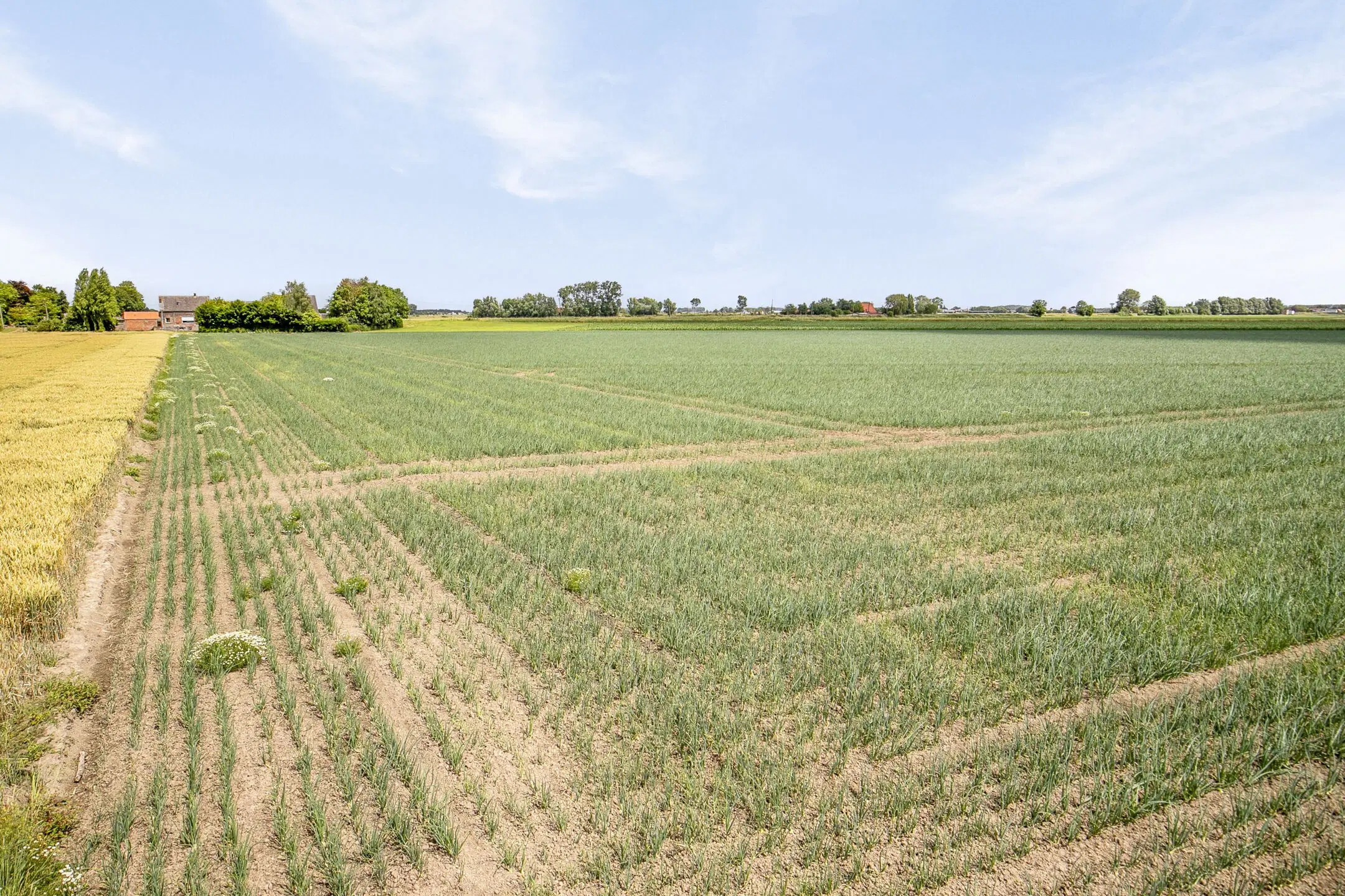 Bouwland (akkerbouw) in de Passageulepolder te Sint Kruis, gemeente Sluis