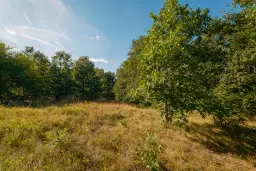 27.771 m2 bosgrond - regio Vidin - Bulgarije