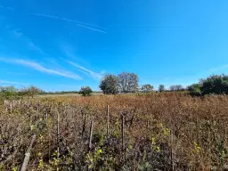 Boerderij, 3 huizen, bijgebouwen en 3.320 m2 met wijngaarden in Kladensti, Dobrich - Bulgarije