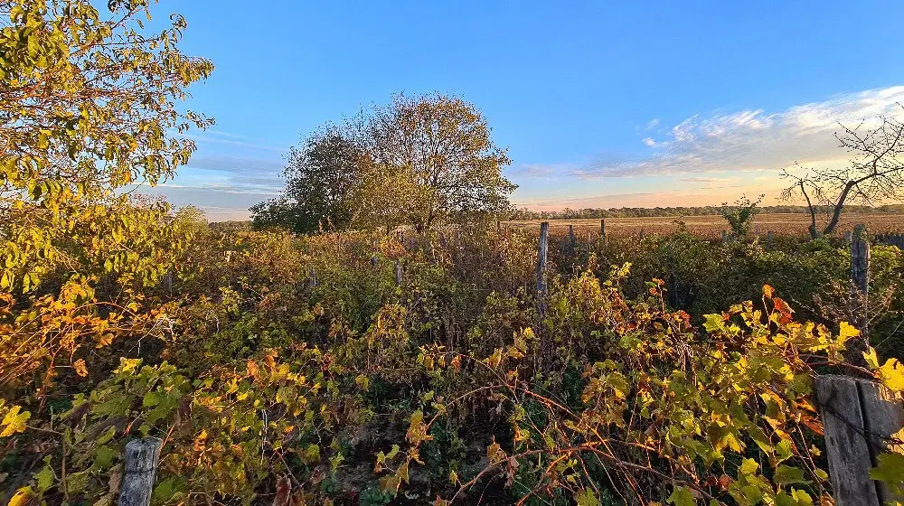 Boerderij, 3 huizen, bijgebouwen en 3.320 m2 met wijngaarden in Kladensti, Dobrich - Bulgarije