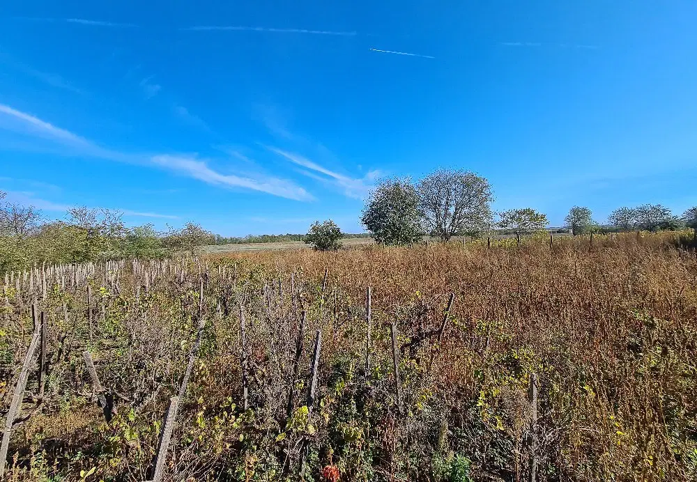 Boerderij, 3 huizen, bijgebouwen en 3.320 m2 met wijngaarden in Kladensti, Dobrich - Bulgarije