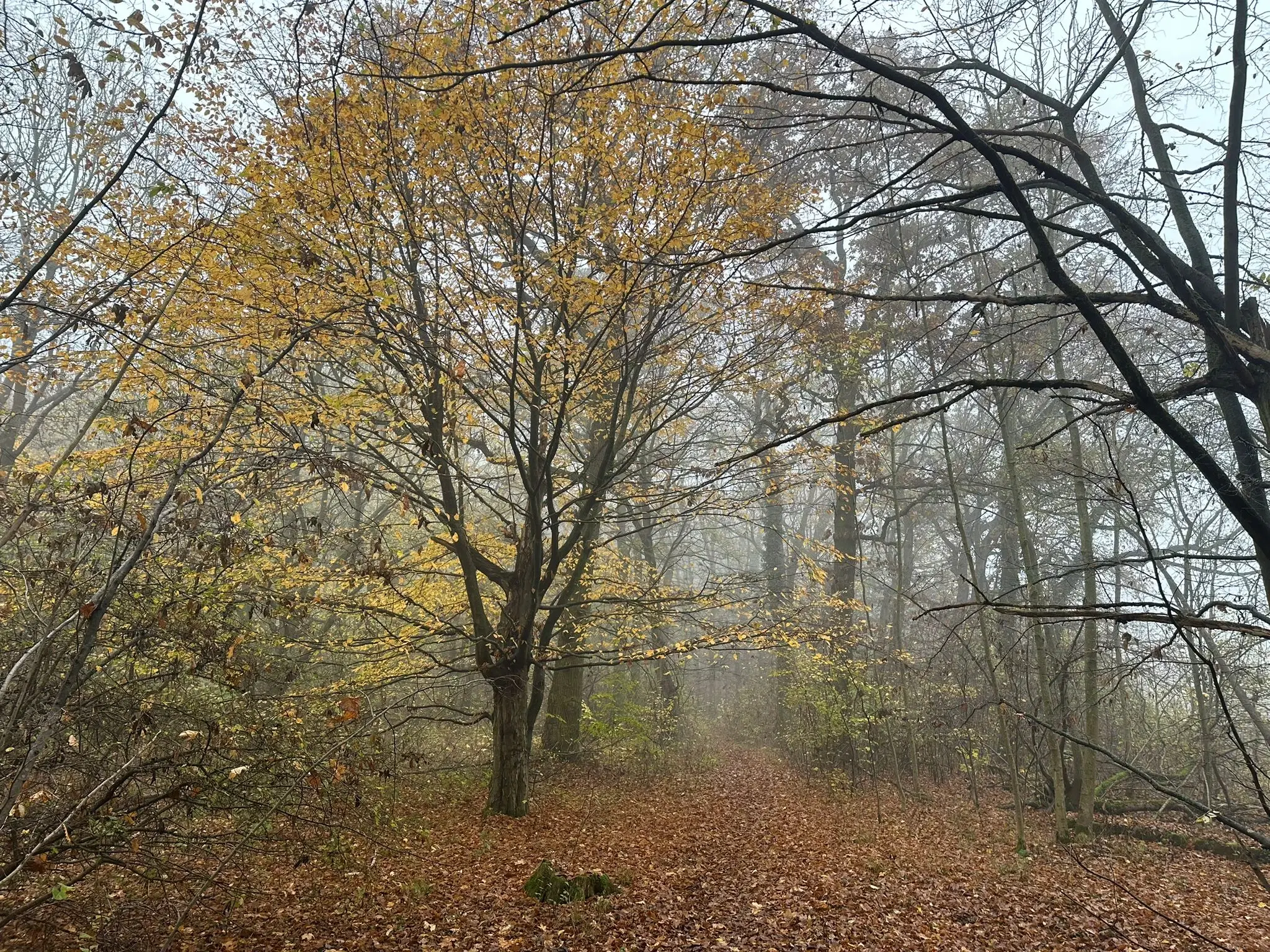 Perceel 736 m² Wolfsberhingen, Thüringerwald - Duitsland