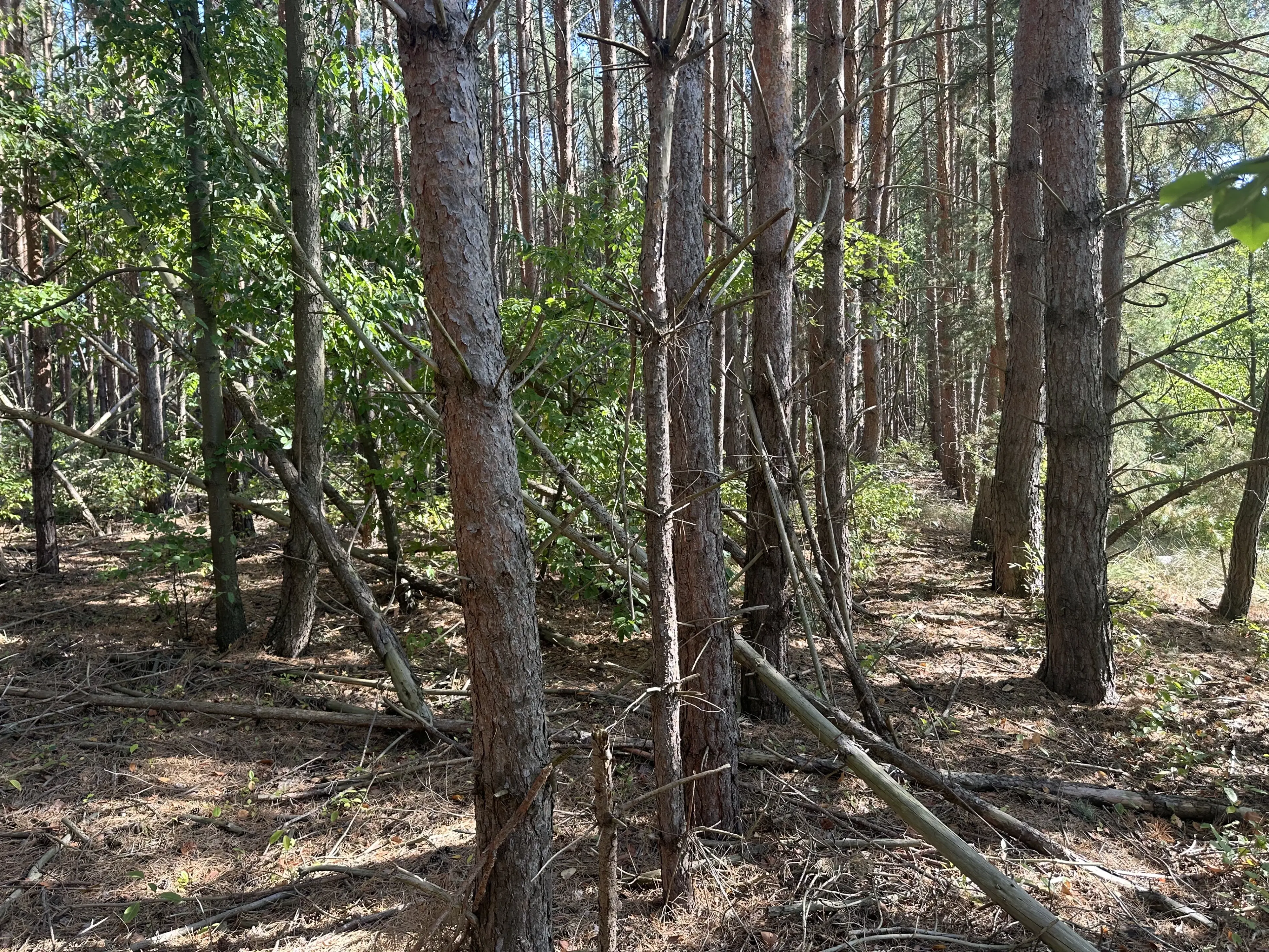 38.679 m² bosgrond in Swedt/Oder, Brandenburg - Duitsland