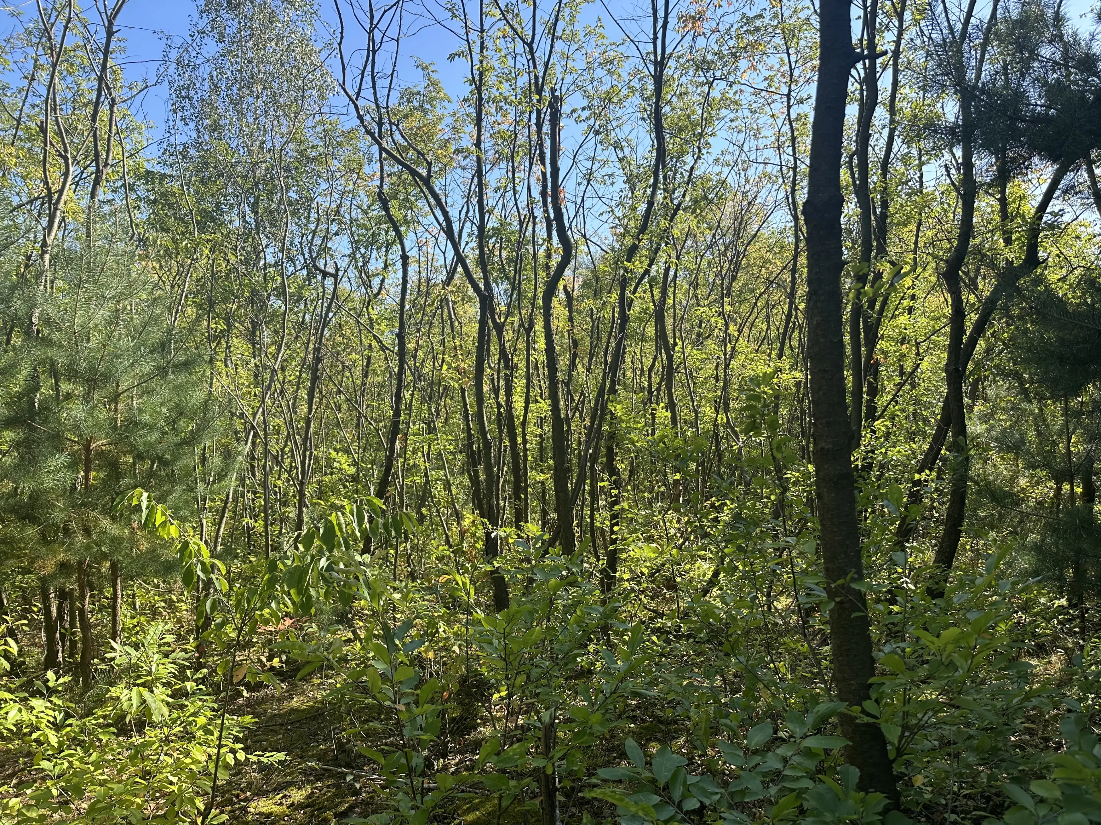 38.679 m² bosgrond in Swedt/Oder, Brandenburg - Duitsland