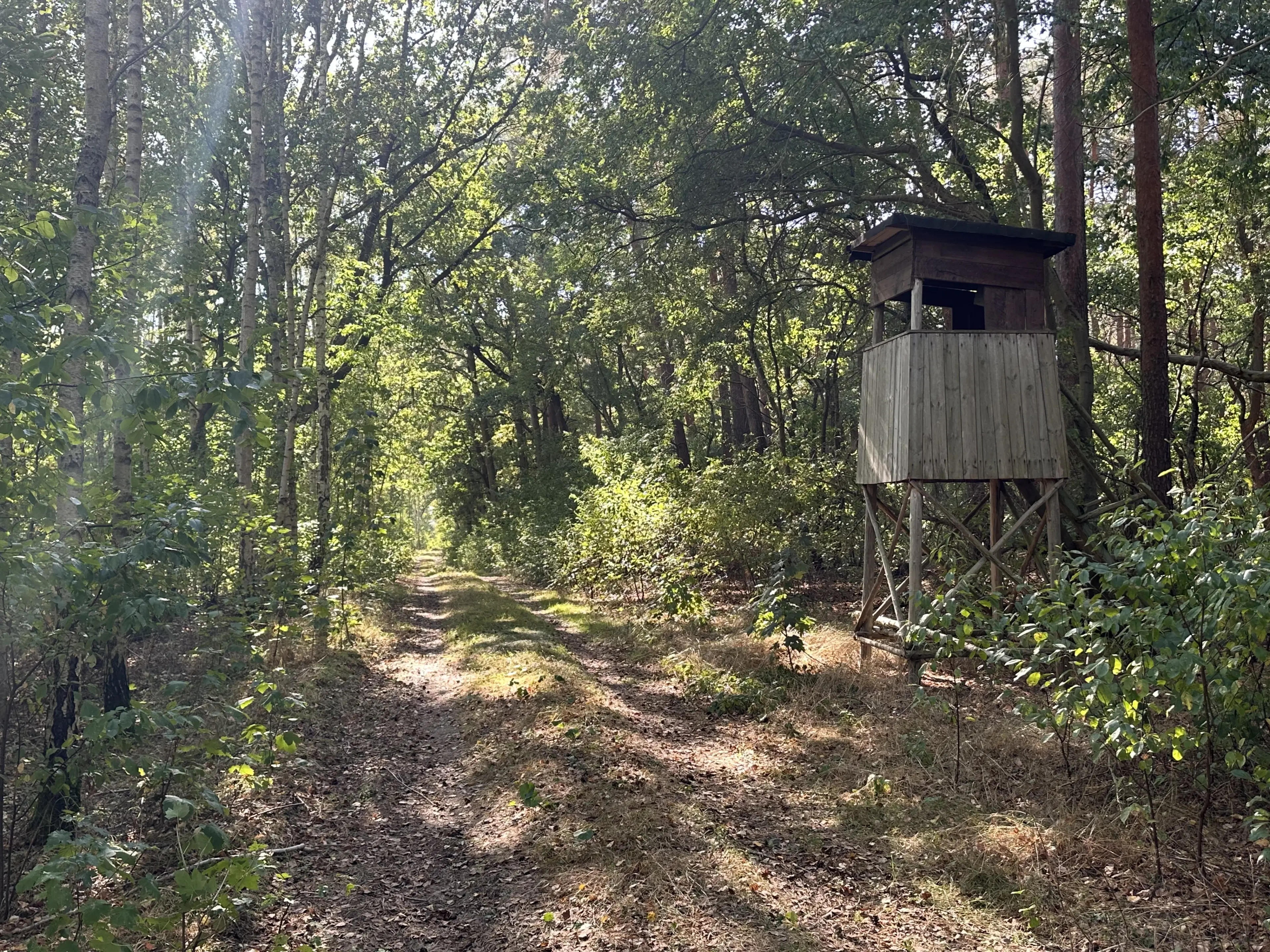 38.679 m² bosgrond in Swedt/Oder, Brandenburg - Duitsland