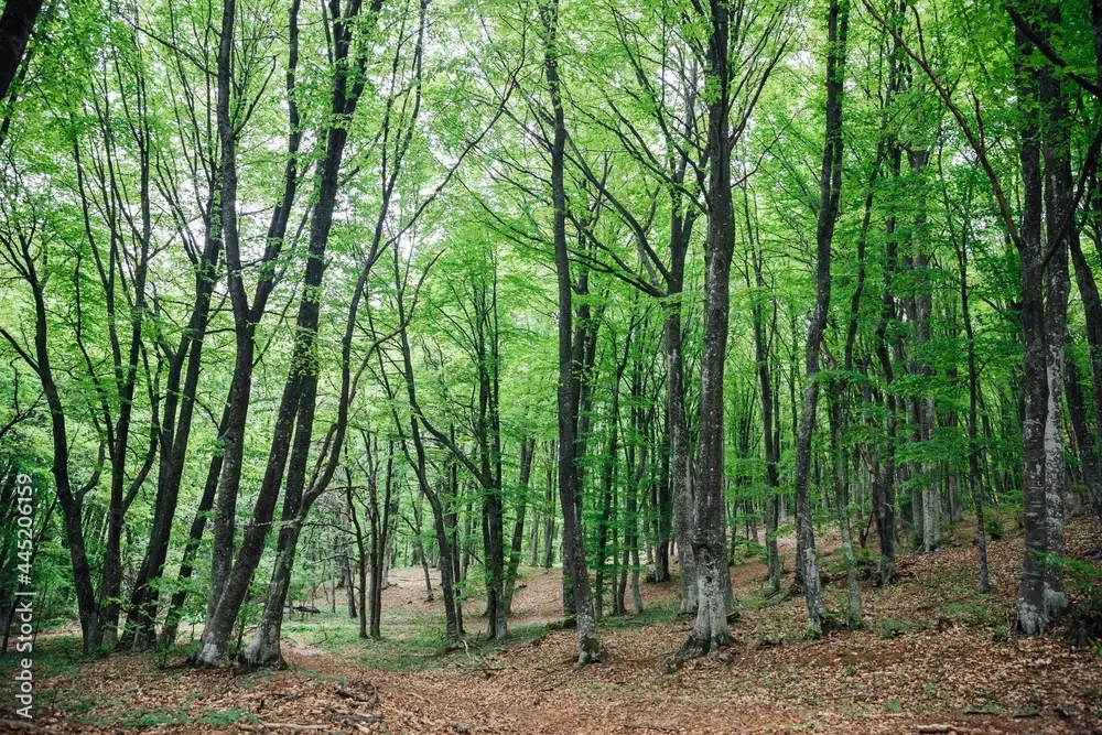 6.202 m² bosgrond in Kula, Vidin, Bulgarije