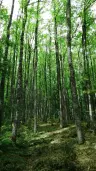 6.202 m² bosgrond in Kula, Vidin, Bulgarije