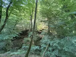 Bosgrond 370 m² in Cochem - Duitsland