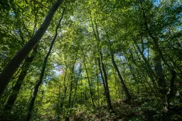 6.100 m² Bosgrond - Kula, Shipikova Mahala - Bulgarije