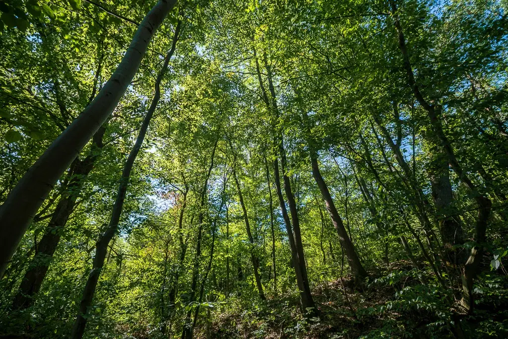 6.100 m² Bosgrond - Kula, Shipikova Mahala - Bulgarije
