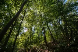 6.100 m² Bosgrond - Kula, Shipikova Mahala - Bulgarije