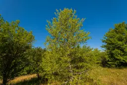 6.100 m² Bosgrond - Kula, Shipikova Mahala - Bulgarije