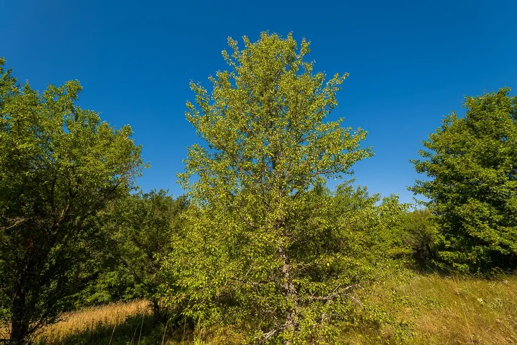 6.100 m² Bosgrond - Kula, Shipikova Mahala - Bulgarije