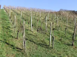 Wijngaard met Dornfelder druiven en appelbomen van totaal 2.072 m² nabij Heilbronn - Duitsland
