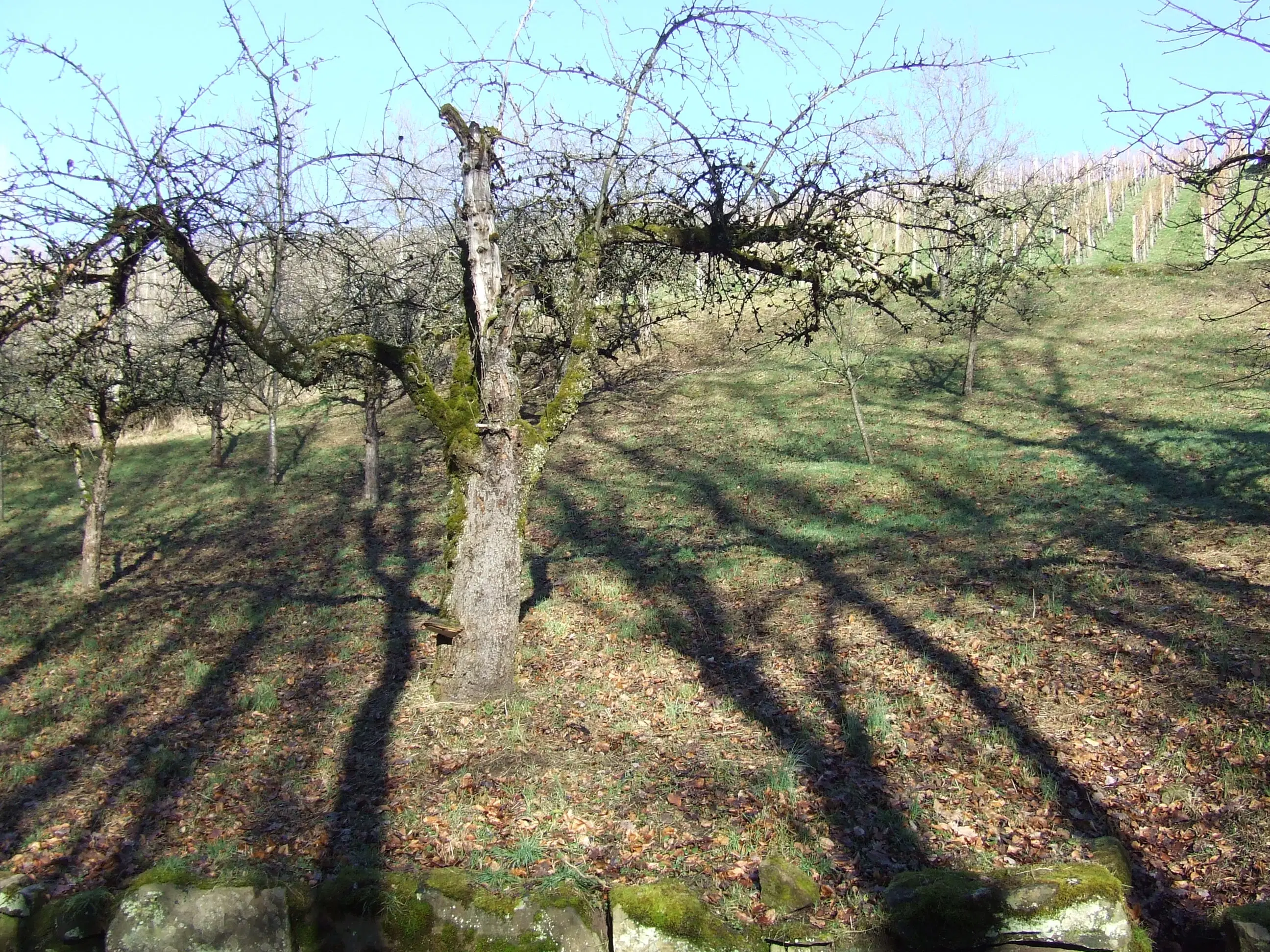 Wijngaard met Dornfelder druiven en appelbomen van totaal 2.072 m² nabij Heilbronn - Duitsland