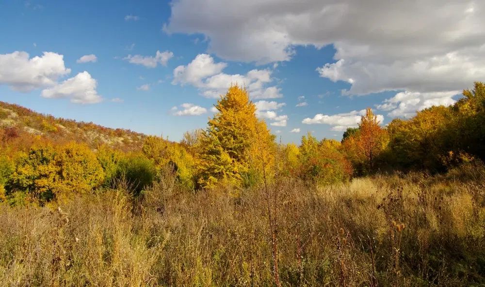 6.513 m² bosgrond in de regio Belogradchik - Bulgarije