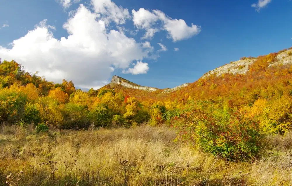 6.513 m² bosgrond in de regio Belogradchik - Bulgarije