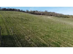 Boerderij in Cartoceto (PU) met kelder, olijfgaarden en land