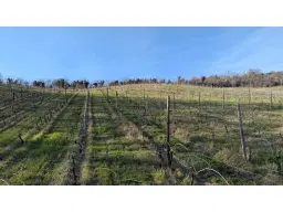 Boerderij in Cartoceto (PU) met kelder, olijfgaarden en land