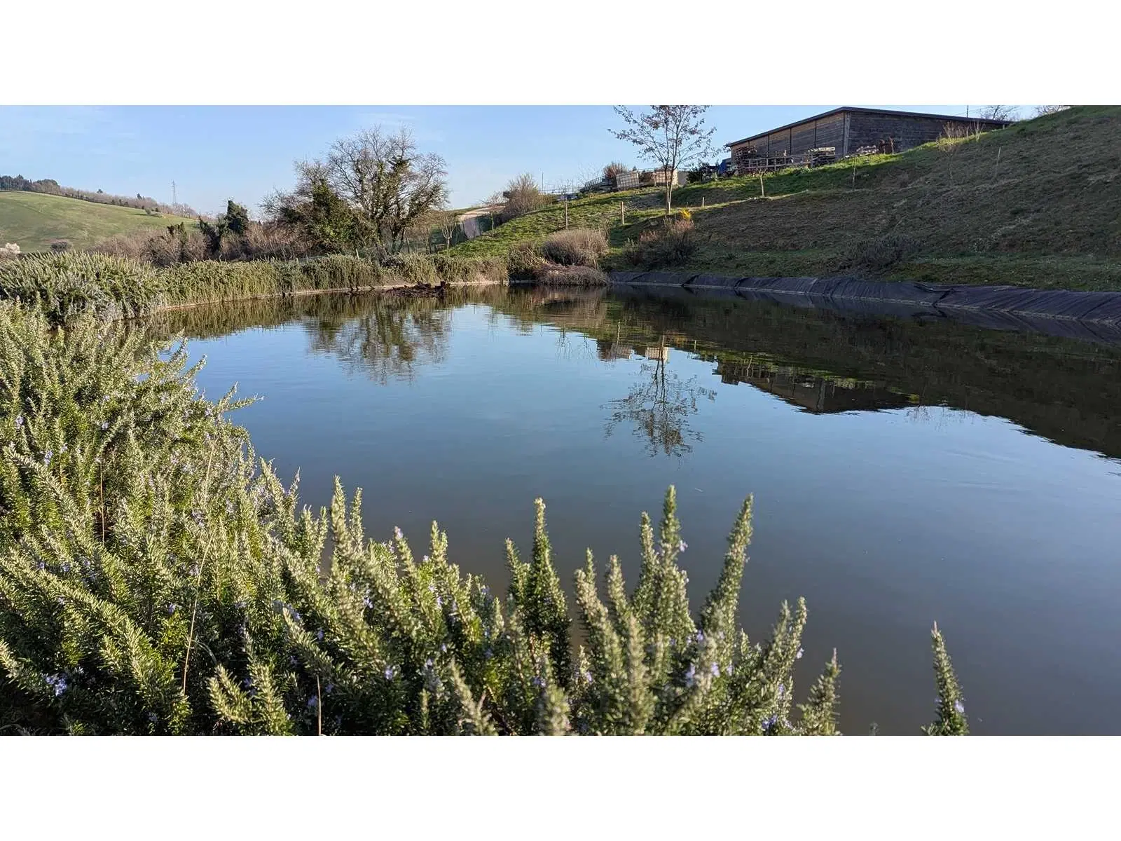 Boerderij in Cartoceto (PU) met kelder, olijfgaarden en land