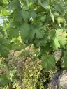 Wijngaard van totaal 2.482 m² met Riesling, gelegen in Zell, Cochem - Duitsland