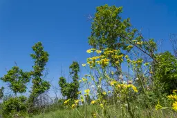 Bos 6.347 m² met uitzicht op het meer + toegang via geasfalteerde weg in de regio Montana - Bulgarije