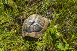 Bos 6.347 m² met uitzicht op het meer + toegang via geasfalteerde weg in de regio Montana - Bulgarije
