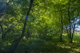 Bos 6.347 m² met uitzicht op het meer + toegang via geasfalteerde weg in de regio Montana - Bulgarije