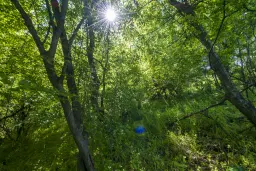 Bos 6.347 m² met uitzicht op het meer + toegang via geasfalteerde weg in de regio Montana - Bulgarije