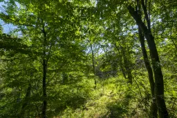 Bos 6.347 m² met uitzicht op het meer + toegang via geasfalteerde weg in de regio Montana - Bulgarije