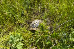 Bos 6.347 m² met uitzicht op het meer + toegang via geasfalteerde weg in de regio Montana - Bulgarije