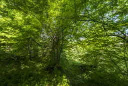 Bos 6.347 m² met uitzicht op het meer + toegang via geasfalteerde weg in de regio Montana - Bulgarije