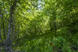 Bos 6.347 m² met uitzicht op het meer + toegang via geasfalteerde weg in de regio Montana - Bulgarije