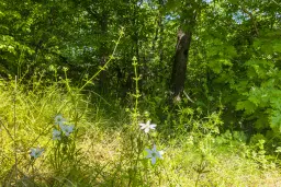 Bos 6.347 m² met uitzicht op het meer + toegang via geasfalteerde weg in de regio Montana - Bulgarije