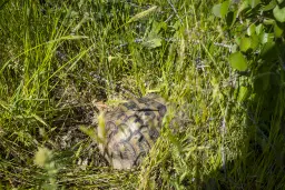 Bos 6.347 m² met uitzicht op het meer + toegang via geasfalteerde weg in de regio Montana - Bulgarije