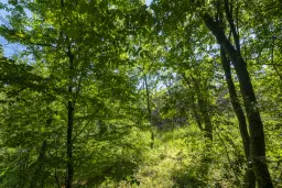 Bos 6.347 m² met uitzicht op het meer + toegang via geasfalteerde weg in de regio Montana - Bulgarije